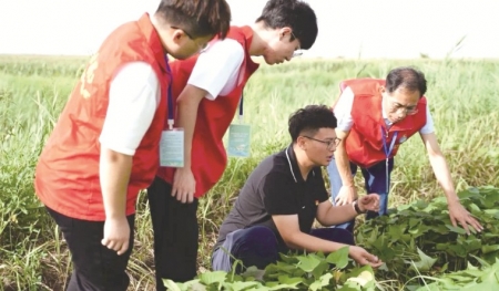 <br>          ■万俊男（右二）在地里查看红薯长势<br><br>        