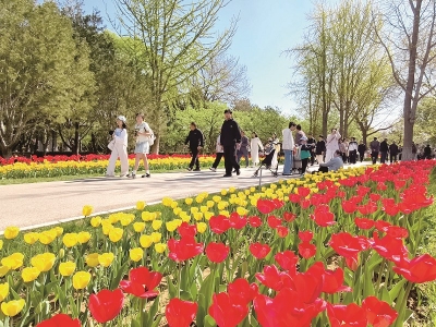 <br> ■游客在石家庄市植物园观赏郁金香<br><br>