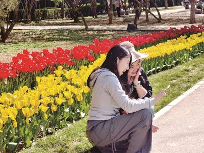 <br> ■游客在郁金香花海前拍照<br><br>