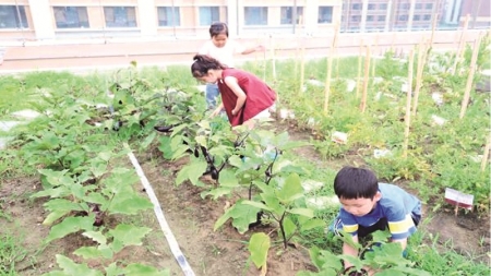 <br>          ■雄安容和悦容幼儿园的小朋友们一起摘菜<br><br>        