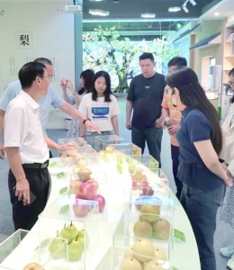 <br>          ■田炜萌（中）在晋州市马于镇鸭梨博物馆宣传推介特色农副产品<br><br>        