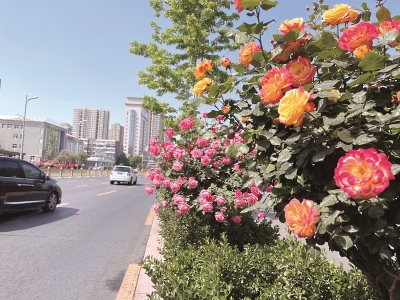 <br>          ■石家庄市中华大街上绽放的月季花<br><br>        
