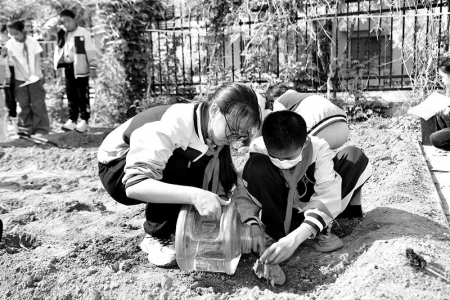 <br>          ■石家庄市友谊大街小学西校农作物种植园内，学生在栽种幼苗<br><br>        