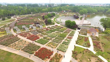 <br>          ■石家庄市植物园月季盛放，为游客绘就初夏最美的花海画卷 ■供图/石家庄市植物园<br><br>        