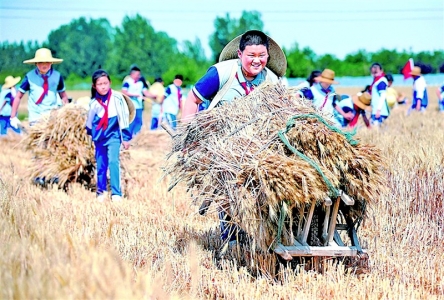 <br>          ■山东青岛即墨区灵山牛齐埠小学的学生在麦田里运输小麦<br><br>        