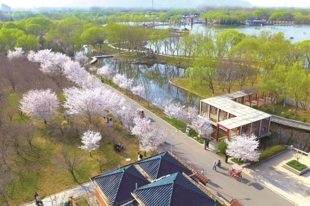 <br>          ■石家庄市植物园繁花似锦绿意葱茏，满园春色交织成绝美画卷<br><br>        