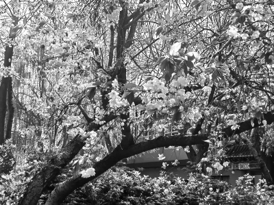 <br>          ■石家庄市平安公园的郁金樱 ■供图/平安公园<br><br>        